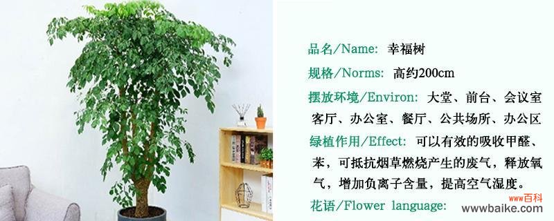 幸福树花语代表什么?