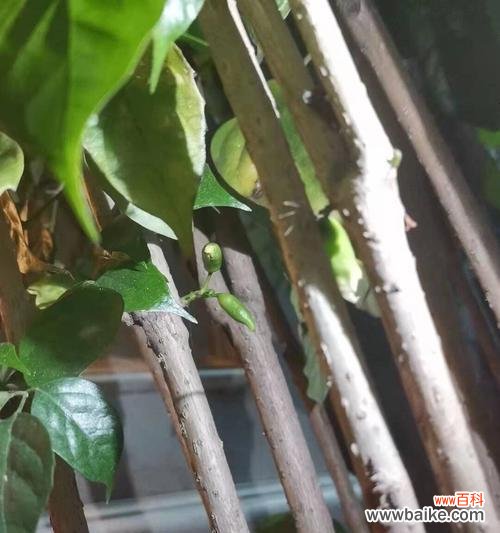 幸福树花语代表什么?