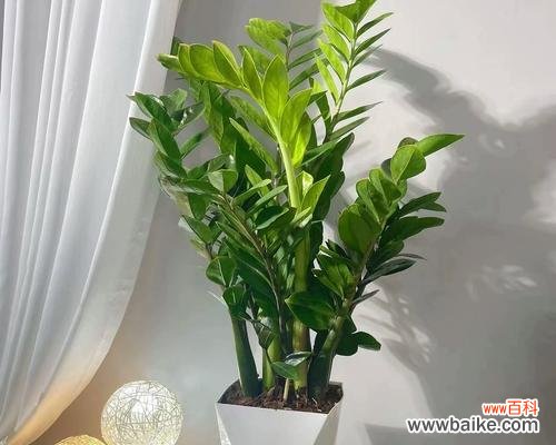 乔迁新居时盆栽的选择标准是什么？