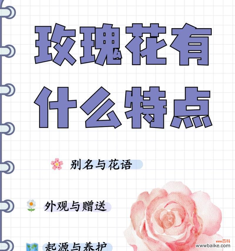 玫瑰花的花语是否仅限于爱情？