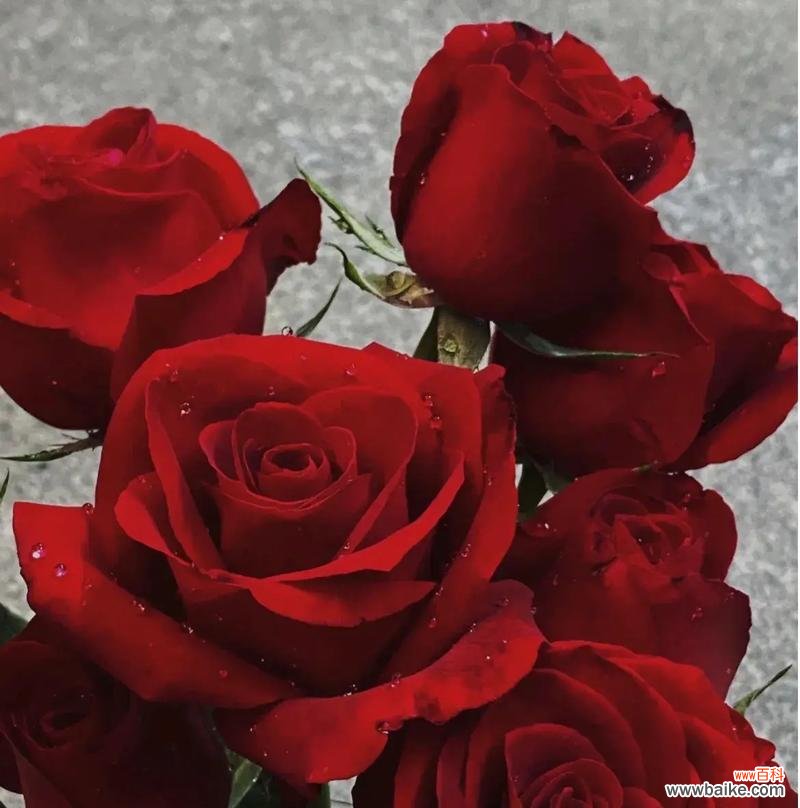 玫瑰花的花语是否仅限于爱情？