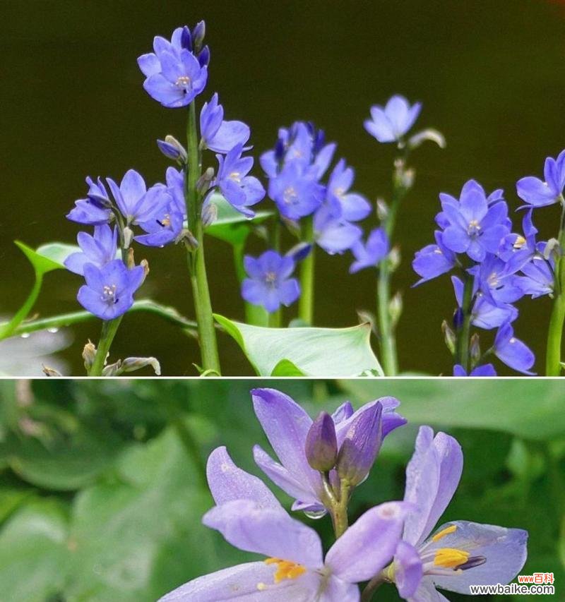 花语水岸代表的学位是什么？