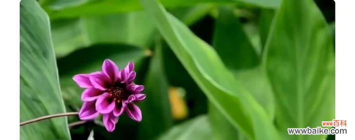 莎莉花园有什么寓意？莎莉花园在园艺中的象征意义是什么？