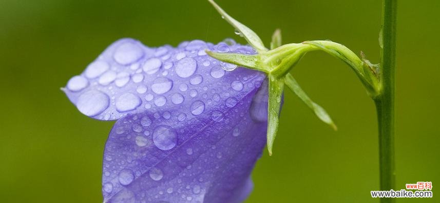 探究花语背后的含义，了解风铃草的多重象征 风铃草的花语