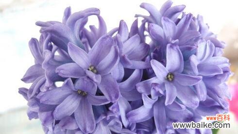 解读花语 风信子花语的深层寓意