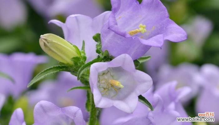 探寻风铃草所传递的深刻寓意 风铃草的花语