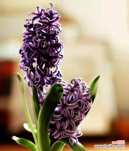 了解花语传递情感 风信子花语及其意义