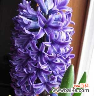 了解花语传递情感 风信子花语及其意义