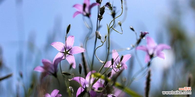 寓意深刻的小巧之花 风铃草的花语