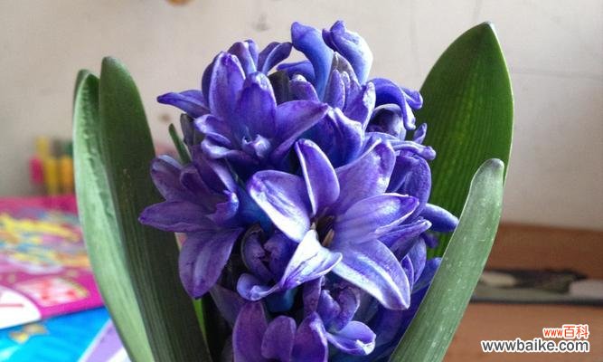 探秘风信子花的意义与象征 风信子的花语