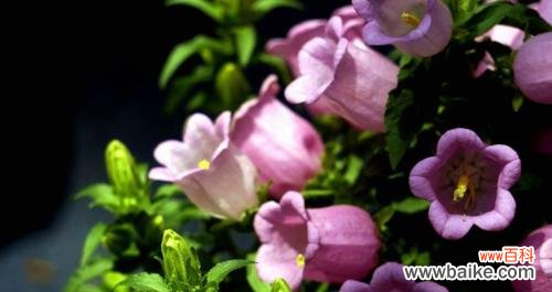 追寻大自然的灵感，探寻风铃草的花语之谜 风铃草——蕴含静谧与自由的花语