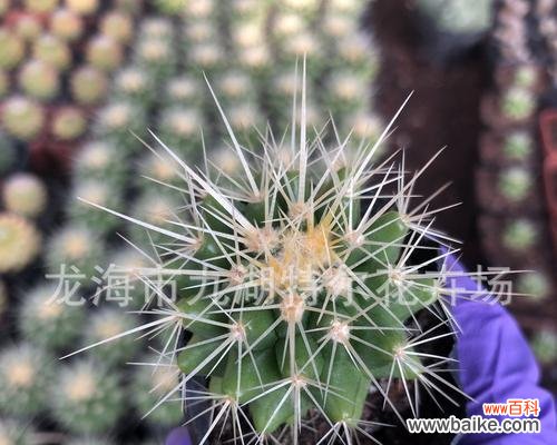 探寻金虎仙人球的象征意义与养护方法 金虎仙人球的寓意与美好生活