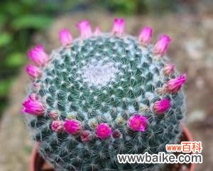 探寻金虎仙人球的象征意义与养护方法 金虎仙人球的寓意与美好生活