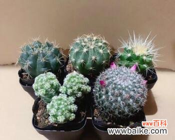 探寻金虎仙人球的象征意义与养护方法 金虎仙人球的寓意与美好生活