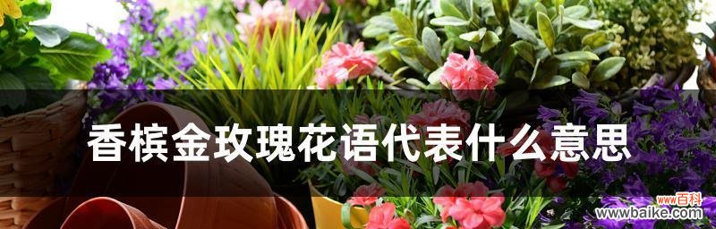 探寻金玫瑰花语背后的丰富内涵 金玫瑰花语的含义与象征