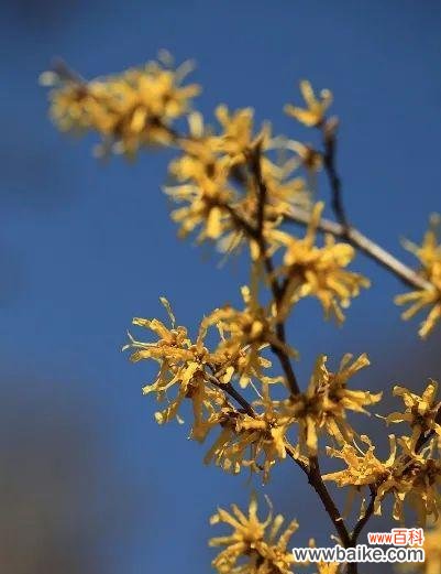 探寻金缕梅花语的意义和神奇之处 金缕梅的花语与美丽传说