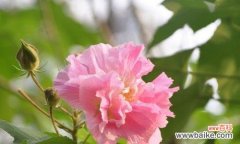 从自然之美到情感的象征 木槿花的寓意与象征