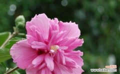 探寻木槿花的象征与寓意 木槿花语