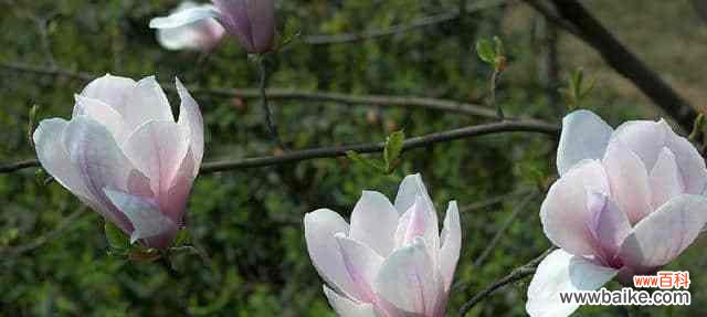 探索木兰花的隐藏秘密 木兰花的花语和药用价值