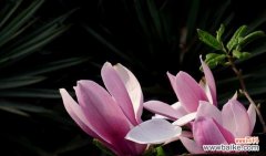 探究木兰花的花语 木兰花的花语与寓意