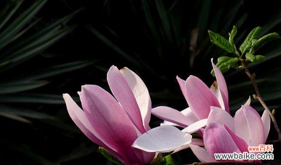 探究木兰花的花语 木兰花的花语与寓意