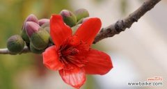 探寻木棉花的神秘力量 木棉花的花语与意义