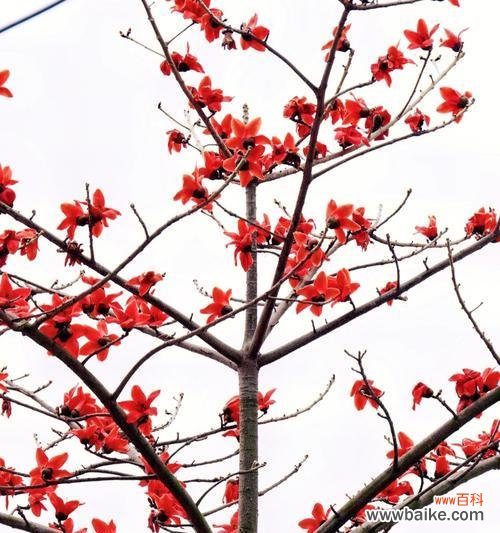 探寻木棉花的花语和象征意义 木棉花的花语及其寓意