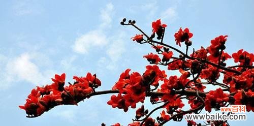 探寻木棉花的美丽与内涵 木棉花的寓意及象征意义
