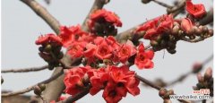 探寻木棉花的花语与象征意义 木棉花花语及其寓意
