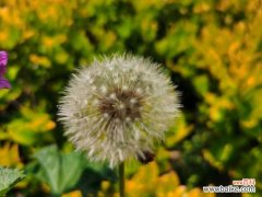 蒲公英有什么用途