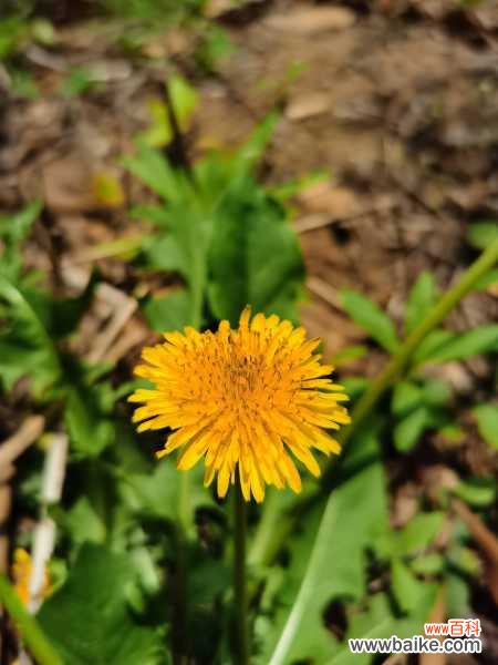 蒲公英的作用和功效