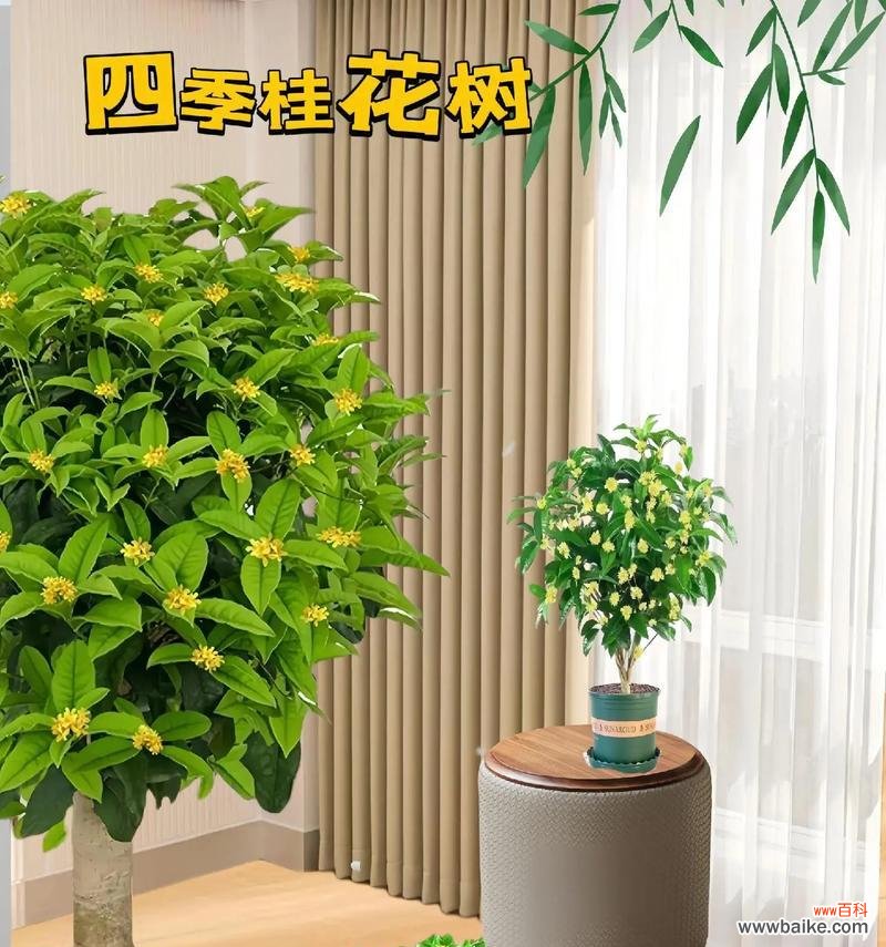 庭院寓意很好的花卉有哪些?庭院花卉的寓意是什么?