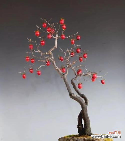 制作大盆栽的目的是什么？