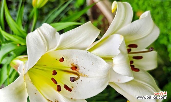 三支百合花代表的花语有哪些？