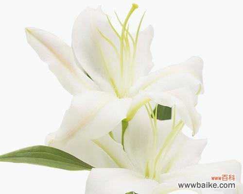 三支百合花代表的花语有哪些？