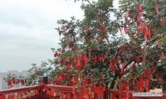 植物花卉红绳的寓意是什么？它在送礼时有何特殊含义？