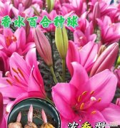 百合香水代表了什么？它的香味有何特别之处？