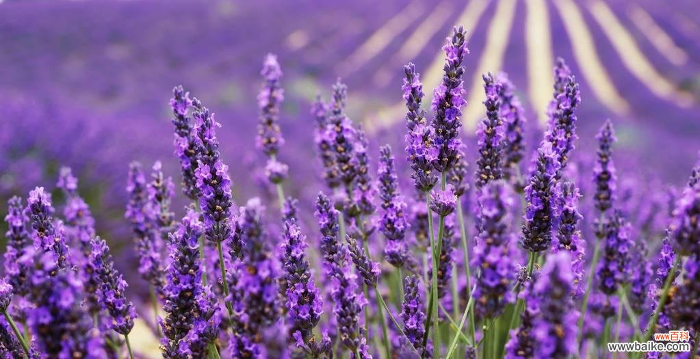 紫色薰衣草的花语有哪些？