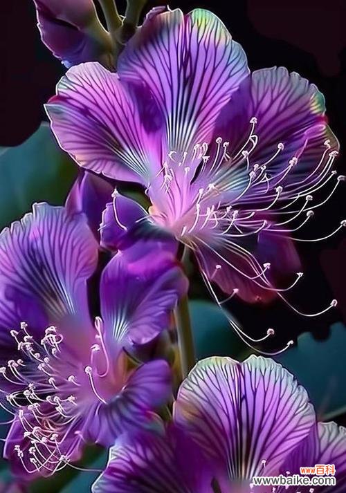 紫色薰衣草的花语有哪些？