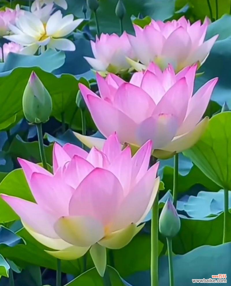 怀抱莲花在文化中代表了什么？