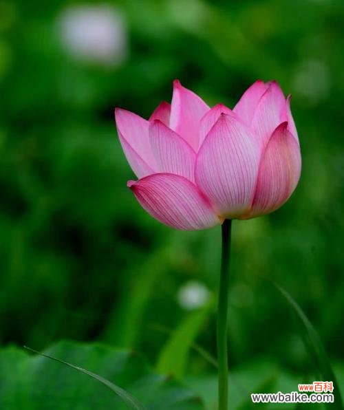 怀抱莲花在文化中代表了什么？