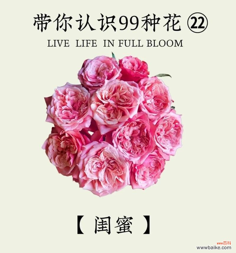 哪些花适合送给闺蜜表达情感?