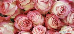 粉色的玫瑰花代表什么情感？送粉色玫瑰花的场合有哪些？