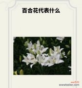 百合花的象征意义是什么？
