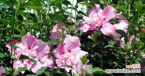 探索木槿花在风水中的吉祥象征和深远意义 木槿花的风水寓意和象征