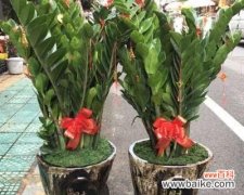 财富滋养的源泉，财运亨通之象征 金钱树的寓意及意义