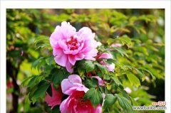 探索中国国花牡丹的独特之处与深远寓意 牡丹花的特点与象征意义