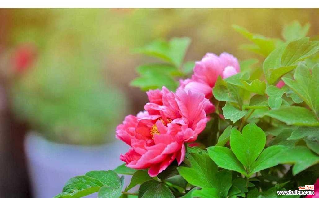 牡丹花的花语及其象征意义 牡丹花语-美丽绽放的象征