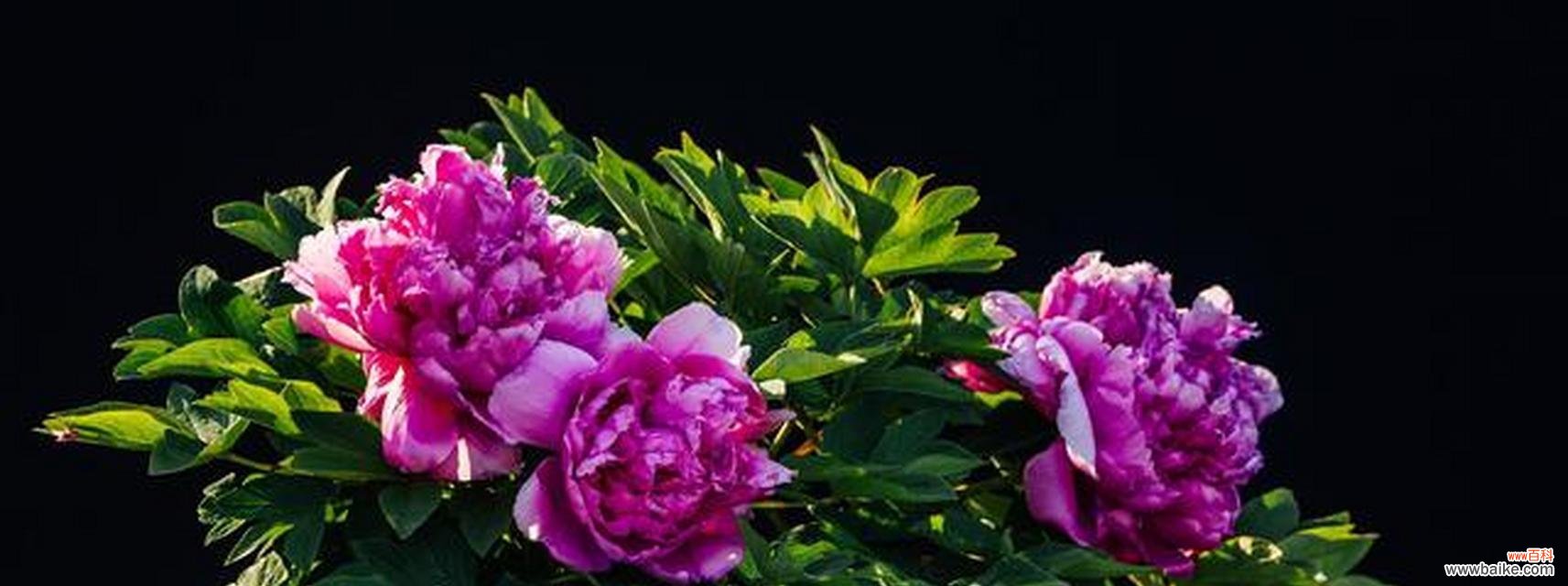 探索牡丹花所传达的情感与象征 牡丹花的花语与寓意