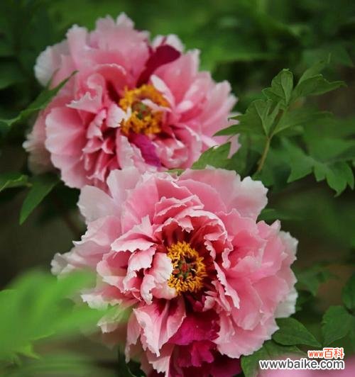 探索牡丹花所传达的情感与象征 牡丹花的花语与寓意